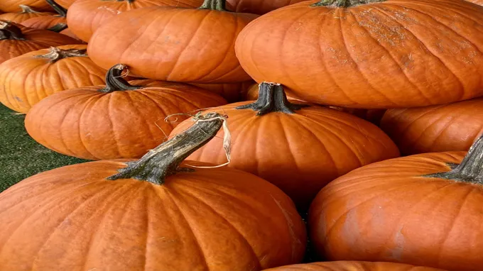 where to get cheap pumpkins