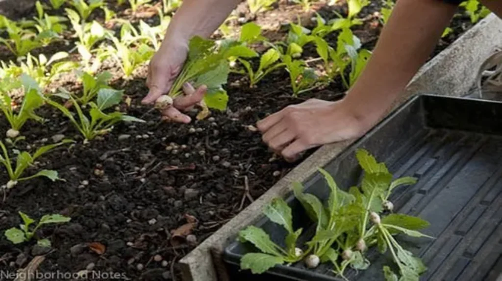 Where to Get Dirt for Garden: The Best Sources for Organic Soil