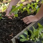 Where to Get Dirt for Garden: The Best Sources for Organic Soil