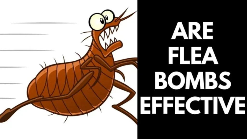 Where to Get Flea Bombs: Best Places to Buy Effective Pest Control