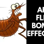 Where to Get Flea Bombs: Best Places to Buy Effective Pest Control