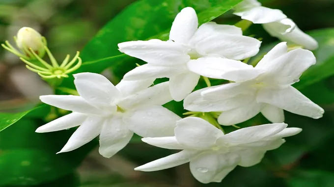 where to get jasmine plant