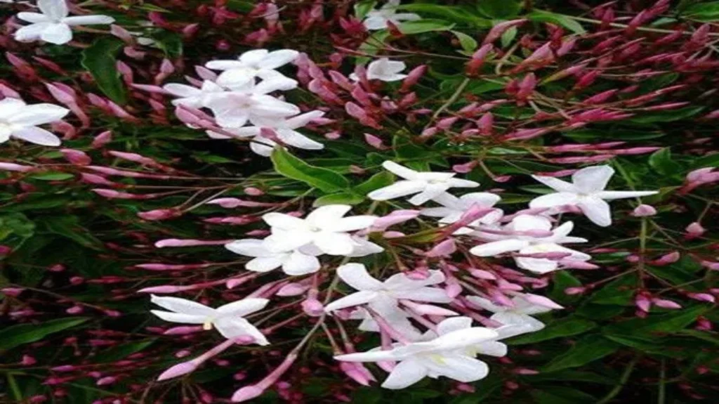 Where to Get Jasmine Plant: Find the Perfect Source for Fragrant Blooms