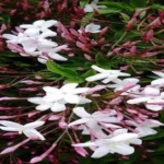 Where to Get Jasmine Plant: Find the Perfect Source for Fragrant Blooms