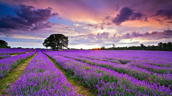 where to get lavender flowers