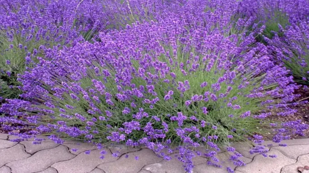 Where to Get Lavender Flowers: A Comprehensive Guide to Finding the Perfect Blooms