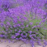 Where to Get Lavender Flowers: A Comprehensive Guide to Finding the Perfect Blooms