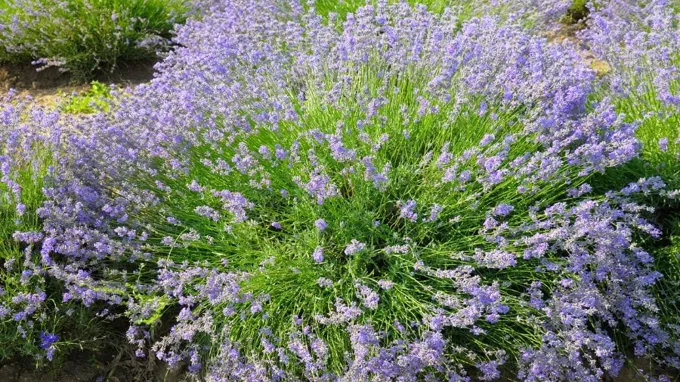 where to get lavender plants