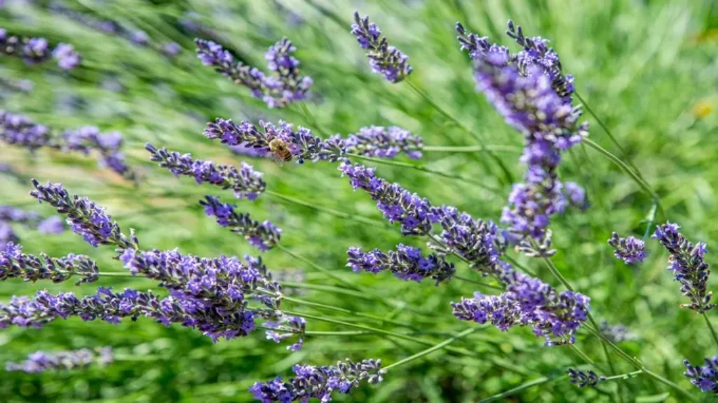 Where to Get Lavender Plants: Discover the Best Sources for Growing Gorgeous Lavender at Home