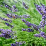 Where to Get Lavender Plants: Discover the Best Sources for Growing Gorgeous Lavender at Home