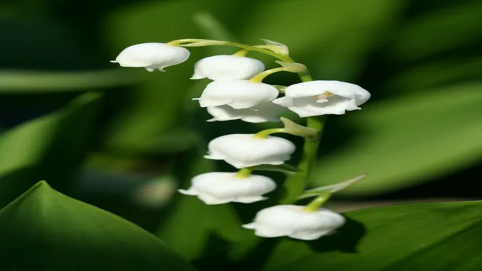 where to get lily of the valley