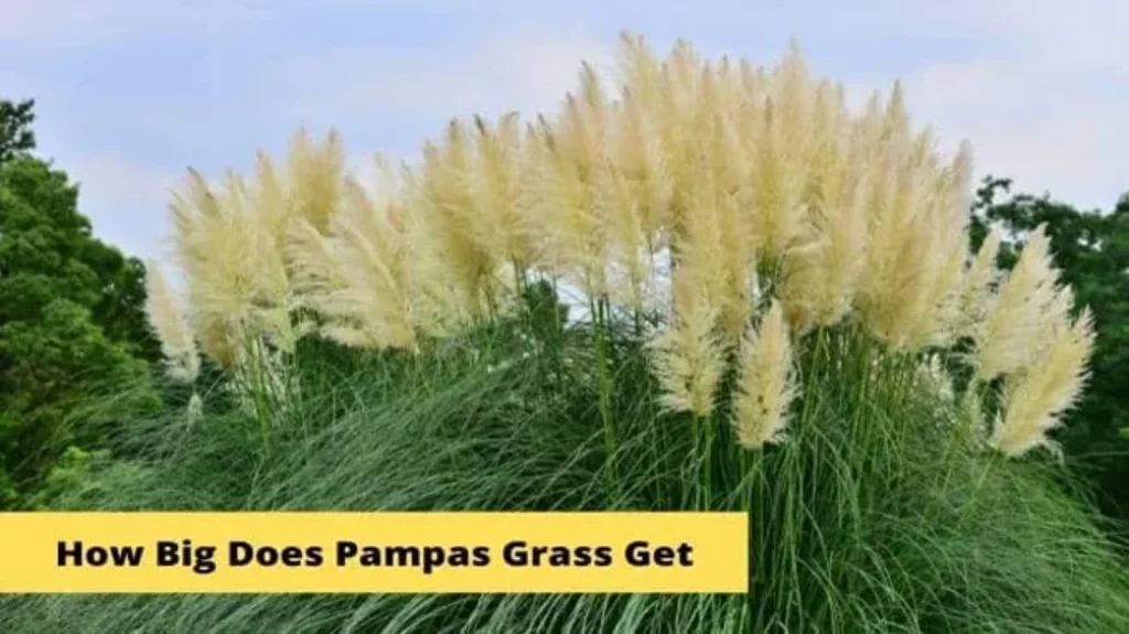 Where to Get Pampas Grass: Discover the Best Sources for Stunning and Fluffy Pampas Grass