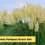 Where to Get Pampas Grass: Discover the Best Sources for Stunning and Fluffy Pampas Grass