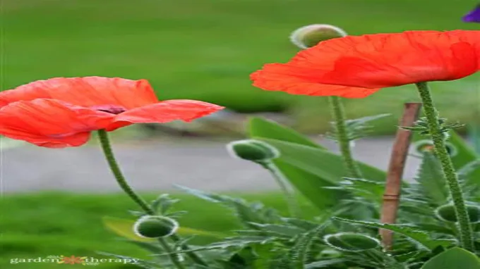 where to get poppy flowers