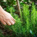 Where to Get Rosemary Plant: Find the Best Sources for Fresh Herb