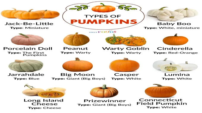 where to get small pumpkins