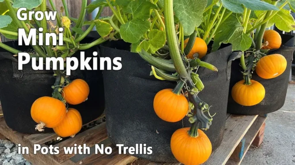 Where to Get Small Pumpkins: Top Places to Find Miniature Fall Gourds