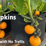 Where to Get Small Pumpkins: Top Places to Find Miniature Fall Gourds