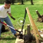 Where to Get Stump Remover: Your Guide to Finding the Best Products