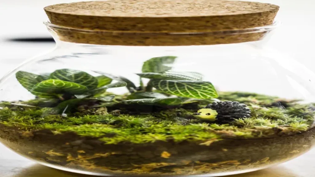 Where to Get Terrarium Plants: A Guide to the Best Sources for Your Indoor Garden