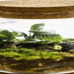 Where to Get Terrarium Plants: A Guide to the Best Sources for Your Indoor Garden