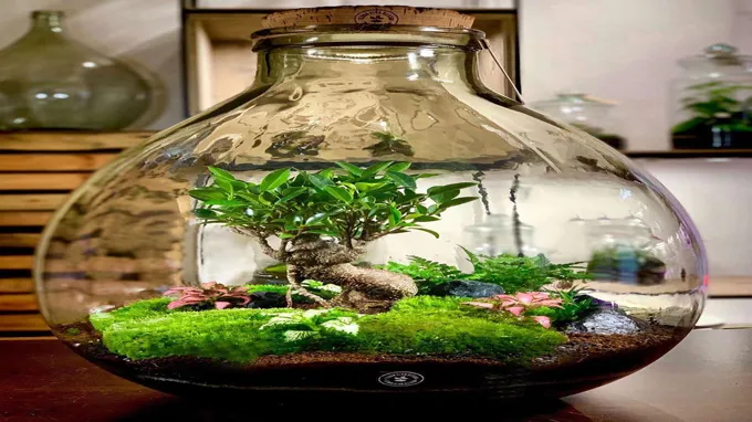 where to get terrarium plants