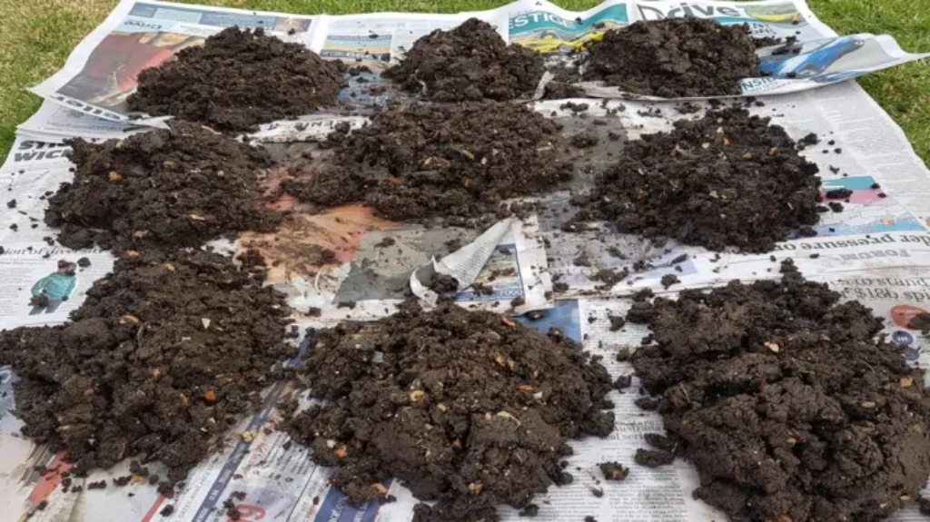 Where to Get Worm Castings: The Best Sources for Organic Fertilizer