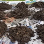 Where to Get Worm Castings: The Best Sources for Organic Fertilizer