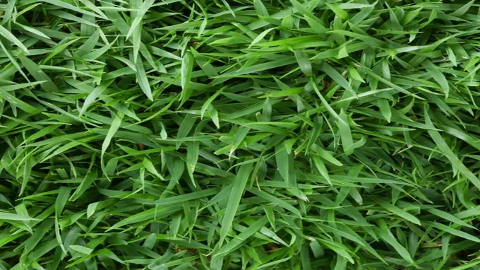 where to get zoysia grass