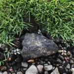 Where to Get Zoysia Grass: A Comprehensive Guide for Finding the Perfect Lawn Solution