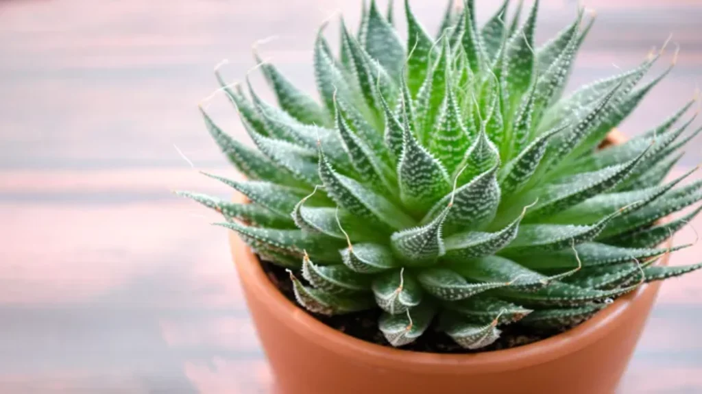 Where to Purchase Aloe Vera Plant: Find the Best Suppliers and Nurseries