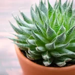 Where to Purchase Aloe Vera Plant: Find the Best Suppliers and Nurseries