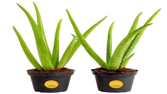 who sells aloe vera plants