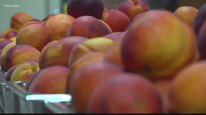 when are ruston peaches in season