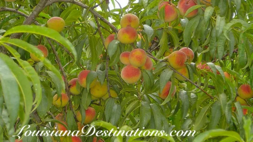 When are Ruston Peaches in Season: Your Guide to the Perfect Harvest