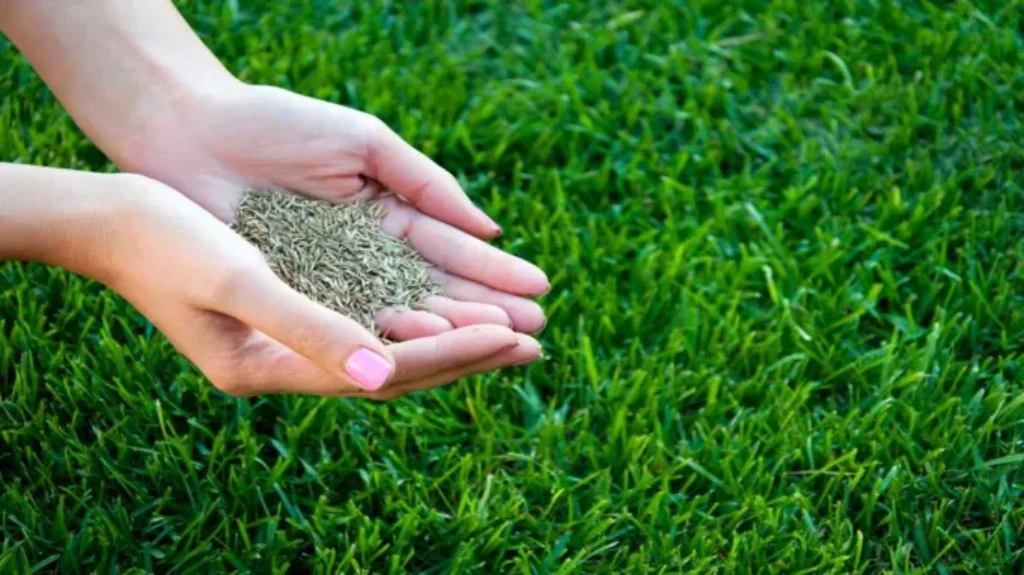 When Can I Plant Grass Seed in Michigan: Best Time and Tips