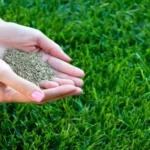 When Can I Plant Grass Seed in Michigan: Best Time and Tips