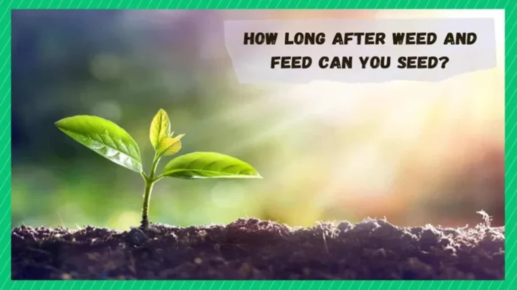 When Can I Seed After Weed and Feed: Best Practices and Tips