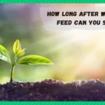 When Can I Seed After Weed and Feed: Best Practices and Tips