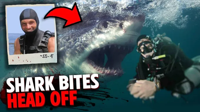 when did shark bites come out