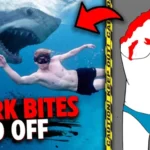 When Did Shark Bites Come Out: A Detailed Timeline of Shark Attack Reports