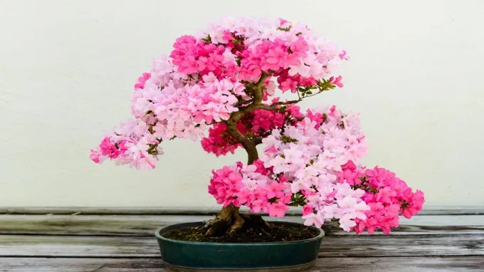 when do bonsai trees turn pink