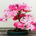 When Do Bonsai Trees Turn Pink: A Guide to Colorful Bonsai Transformation