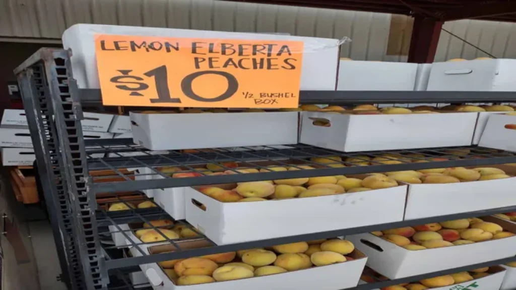 When Do Elberta Peaches Ripen: A Complete Guide to Perfect Harvest Time