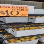 When Do Elberta Peaches Ripen: A Complete Guide to Perfect Harvest Time