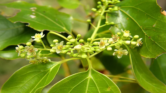 when do fig trees bloom