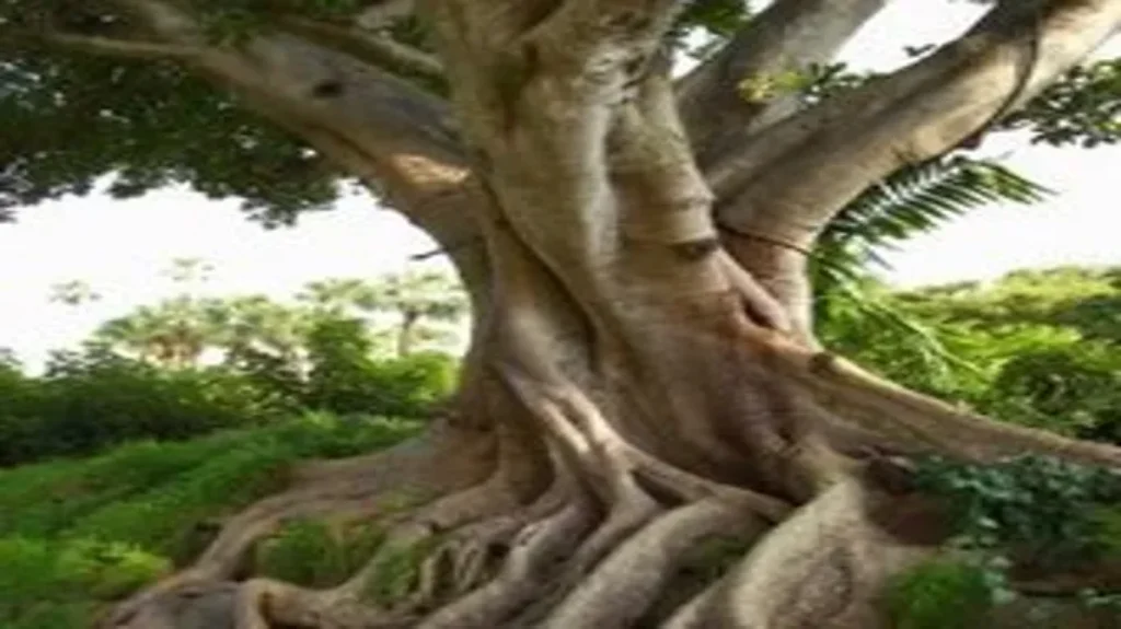 When Do Fig Trees Bloom: A Complete Guide to Fig Tree Flowering