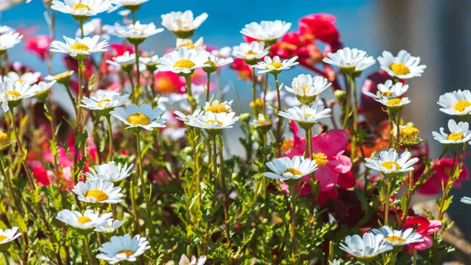 when do montauk daisies bloom