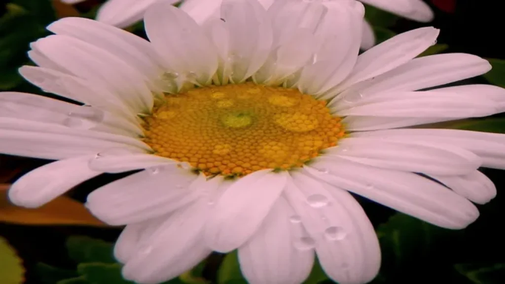 When Do Montauk Daisies Bloom? A Guide to Montauk Daisy Blooming Period