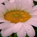 When Do Montauk Daisies Bloom? A Guide to Montauk Daisy Blooming Period